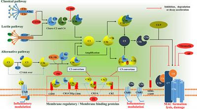 The role of the complosome in health and disease